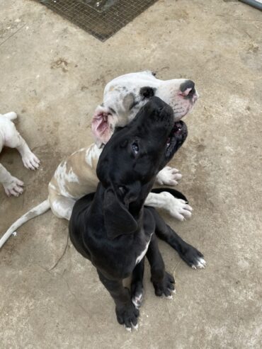 Great Dane puppies