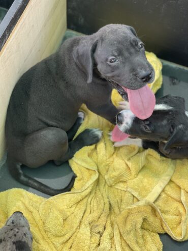 Great Dane puppies