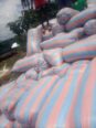Bags of Maize Forsale